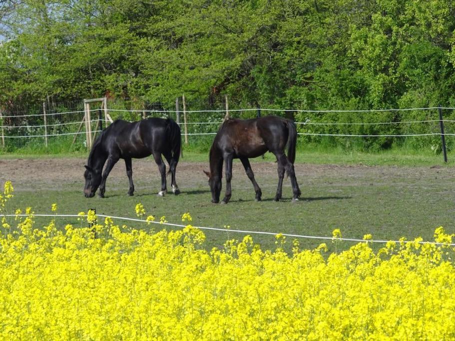 Inselidylle Villa Kunterbunt Fehmarn Bagian luar foto